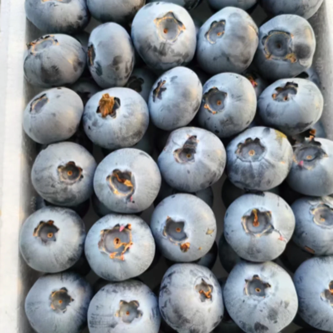 云南产地蓝莓一箱约一斤「15mm」优瑞卡云南省丽江市