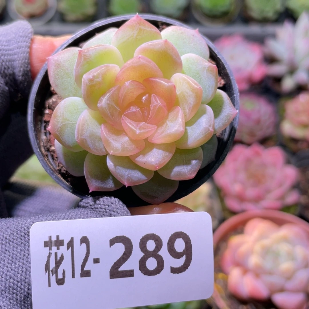 花利美12-289新品珍妮