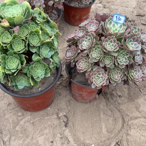 930多肉植物组合，