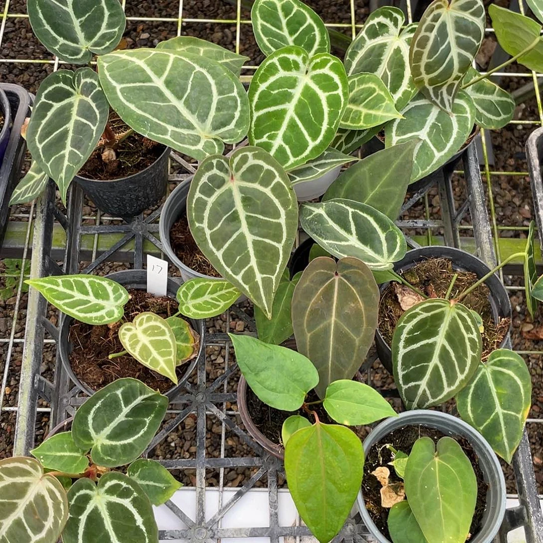 完全开放各种各样杂交10颗脱土发，一物一拍17号