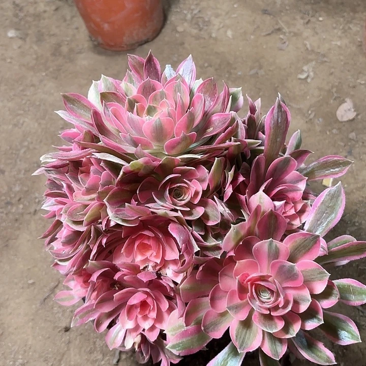 多肉植物法师女神11