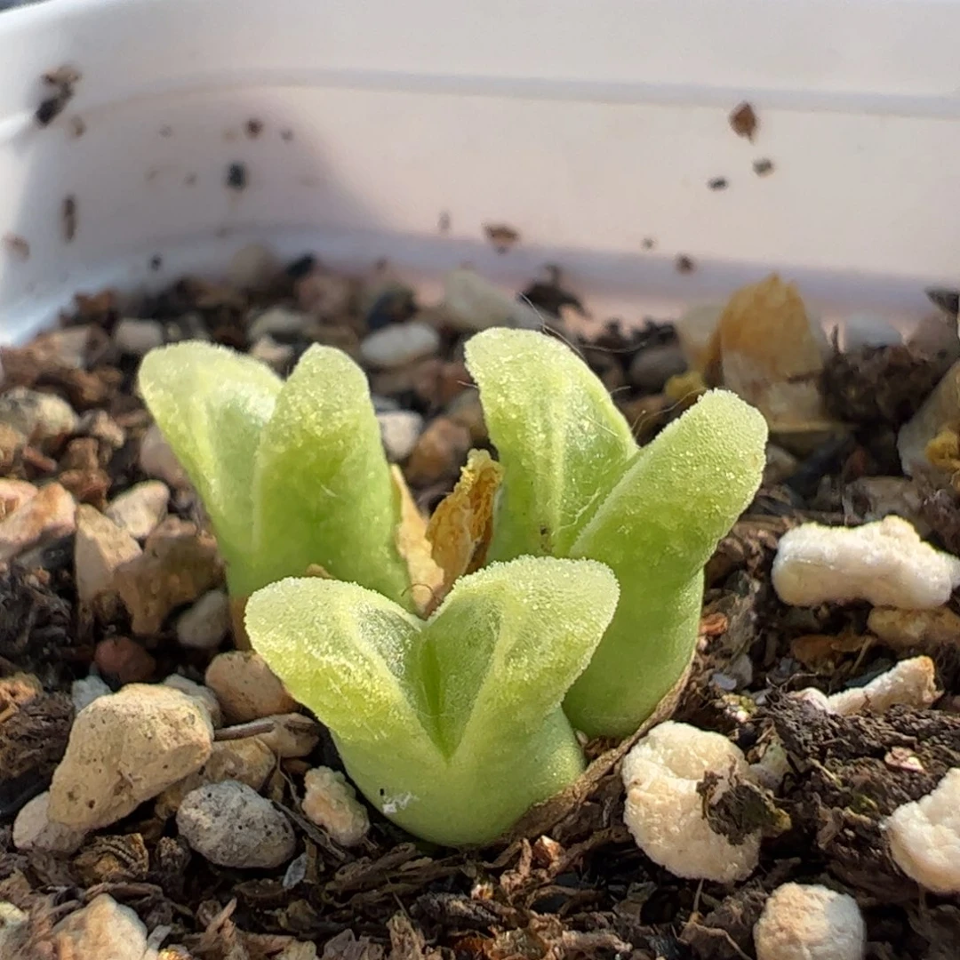 冰奶瓶多肉植物百科