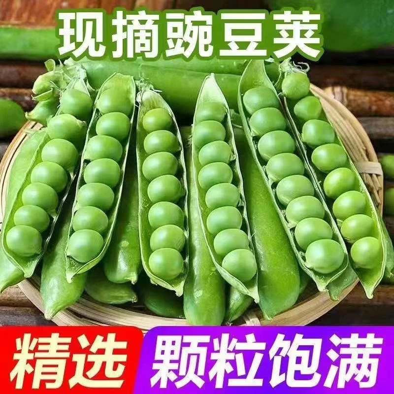 河南现摘新鲜豌豆荚青豌豆角带壳露天种植甜豌豆