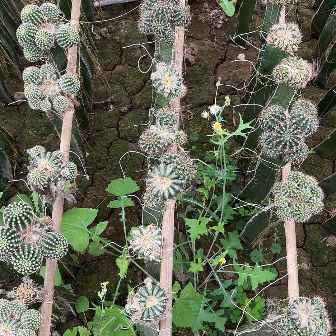 云锦无根侧牙三四公分
