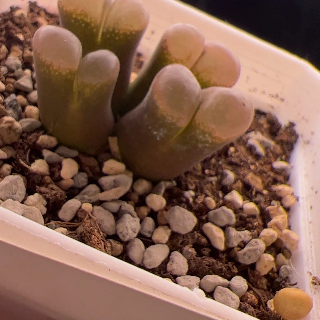 8.5风铃多肉植物16