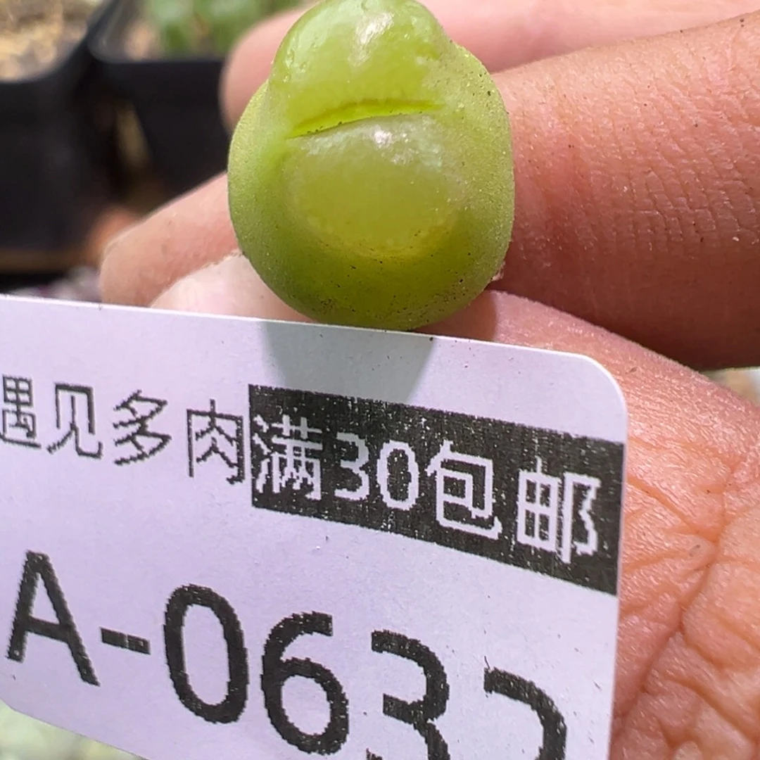 多肉植物111111111111