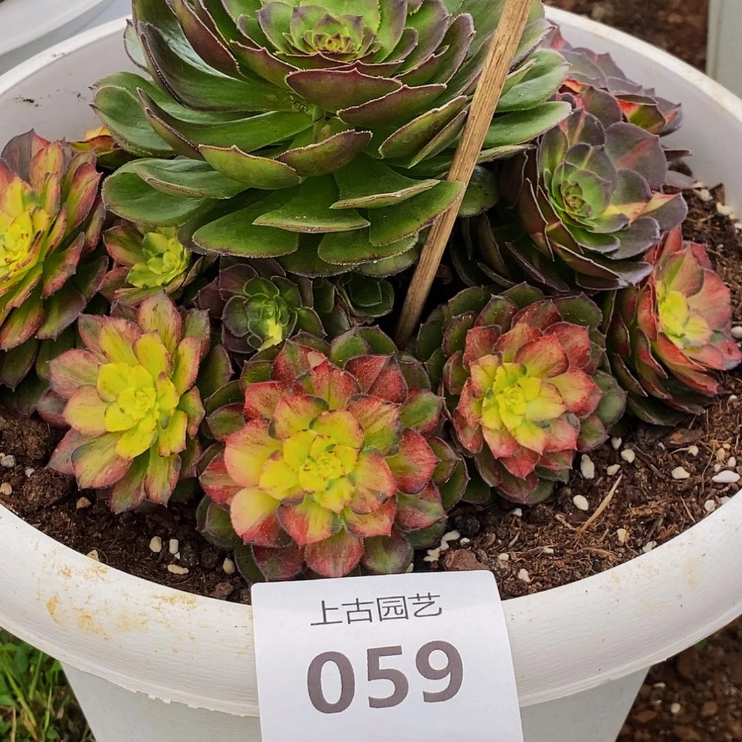 r***e上古园艺多肉植物059