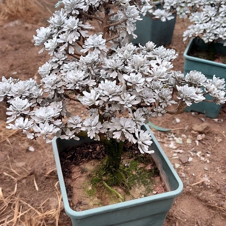 渔***丁无花朵带土球发货哈哈哈哈