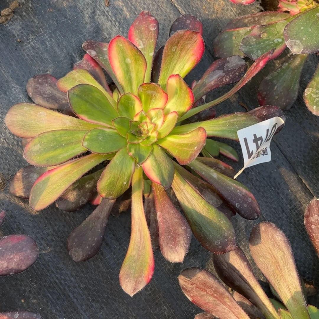 747多肉植物花蝴蝶