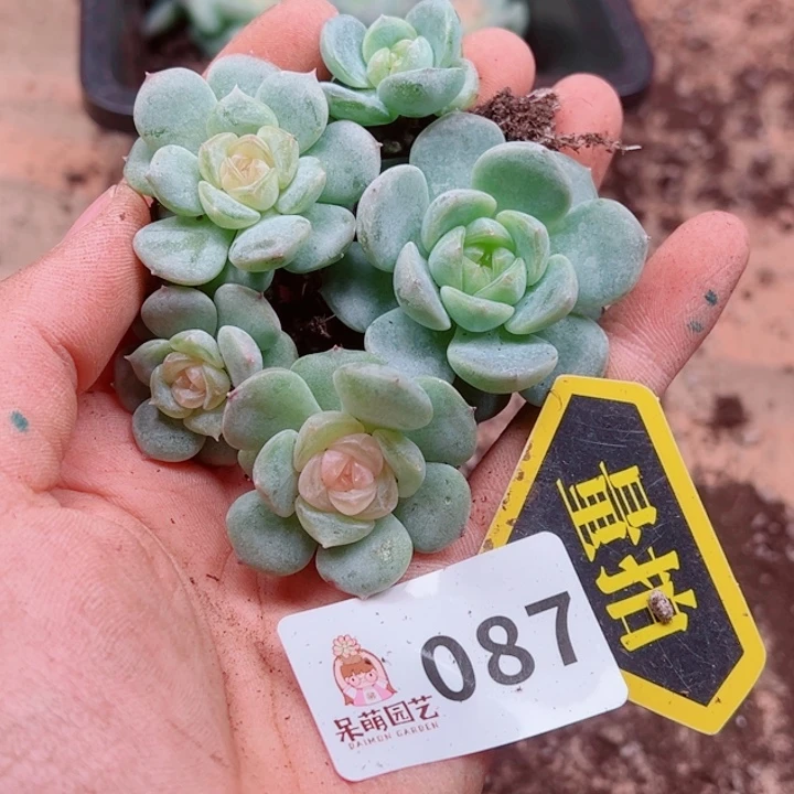 多肉植物多肉植物