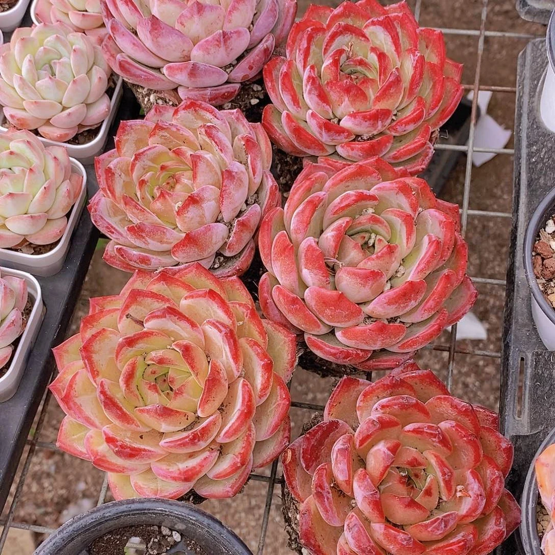 5-51 新多叶层满盆夜魔侠单头一颗量拍