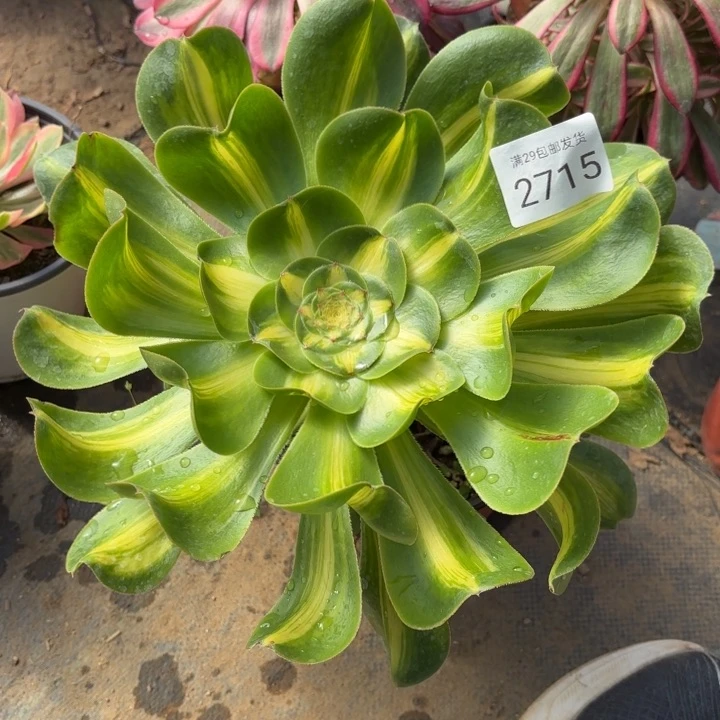 暴君多肉法师2715