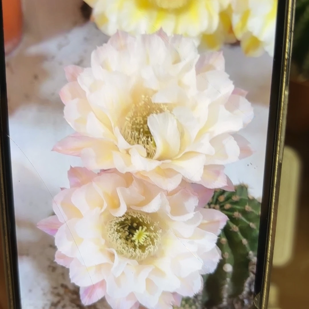 彩草13姨2.5公分侧牙
