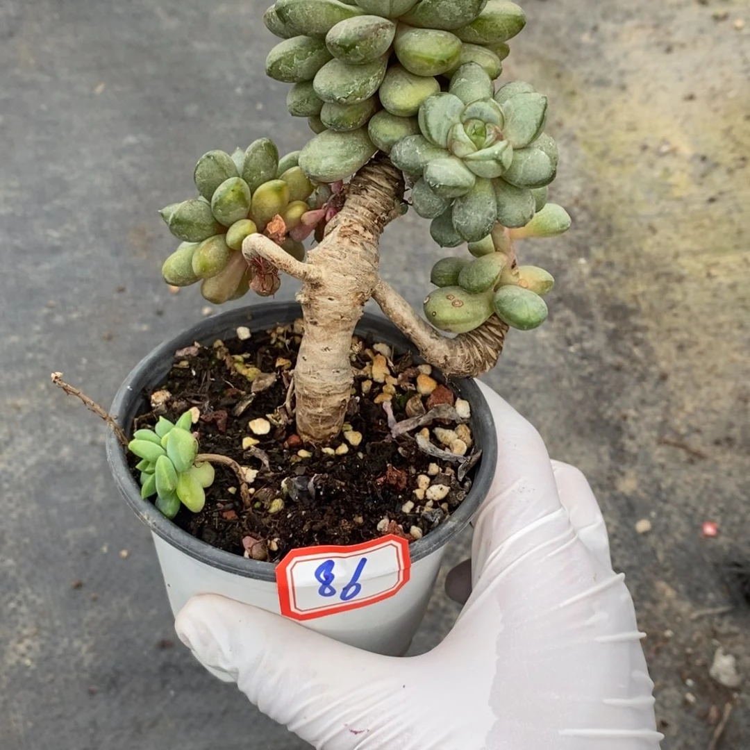 ꧁****一物一拍葡萄86