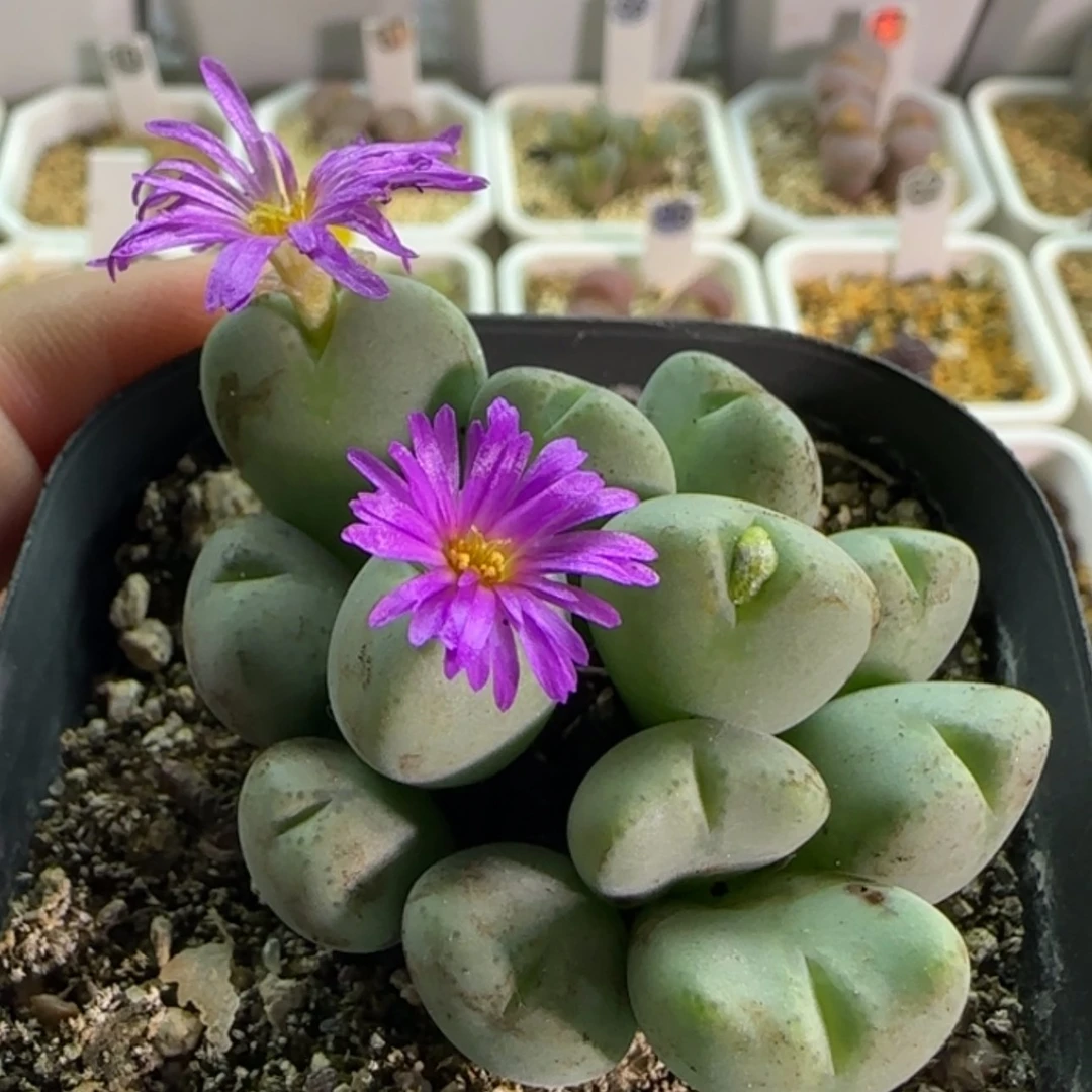 【闪购商品】18754紫花大群
