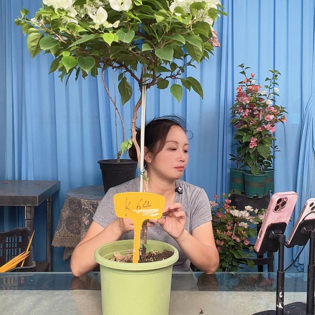 朵***妈当前无花栽培后可以开花K64白狐狸