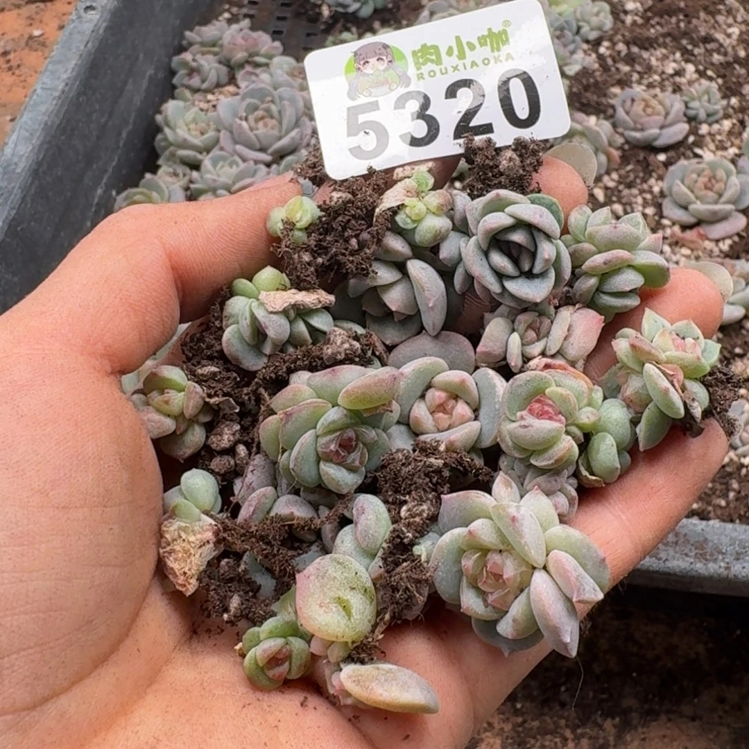 丁***霞多肉植物多肉植物