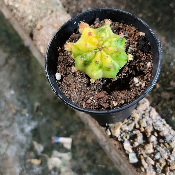 无花朵仙人球好好看好漂亮25