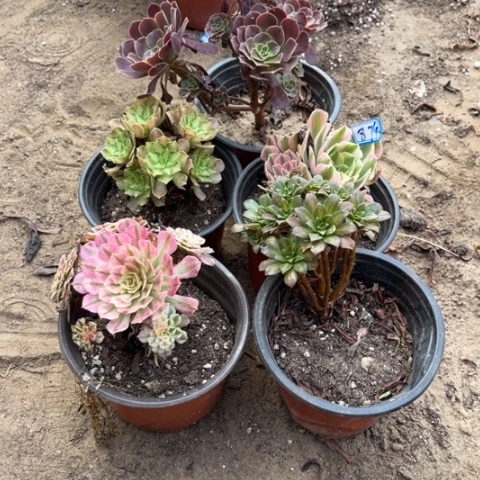 874多肉植物组合，