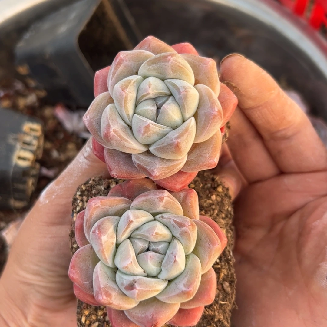 冰玉单2个收藏级好人好看