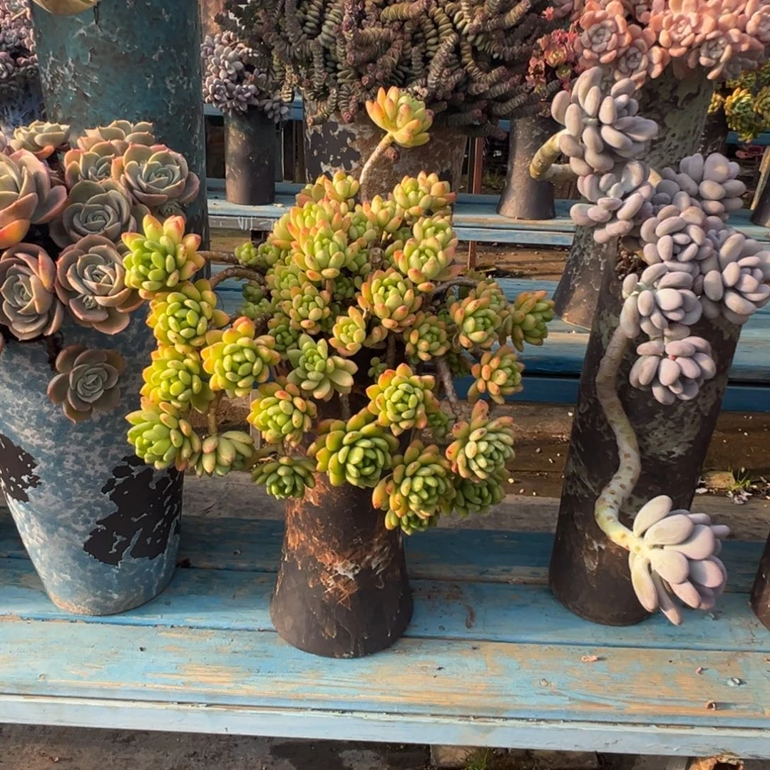 精品春萌妖桩 裸肉