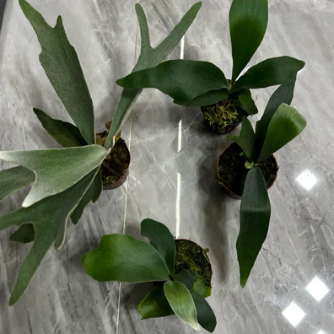 福利1鹿角蕨（立叶银鹿，卷卷，千手观音、白二歧）