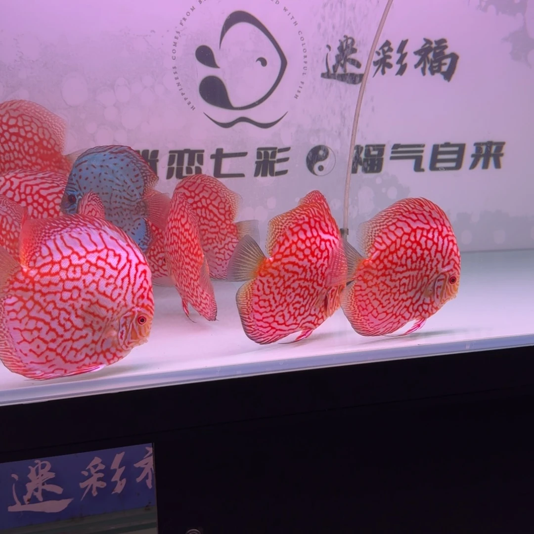 贤***人七彩神仙鱼迷彩福高端七彩鸽子