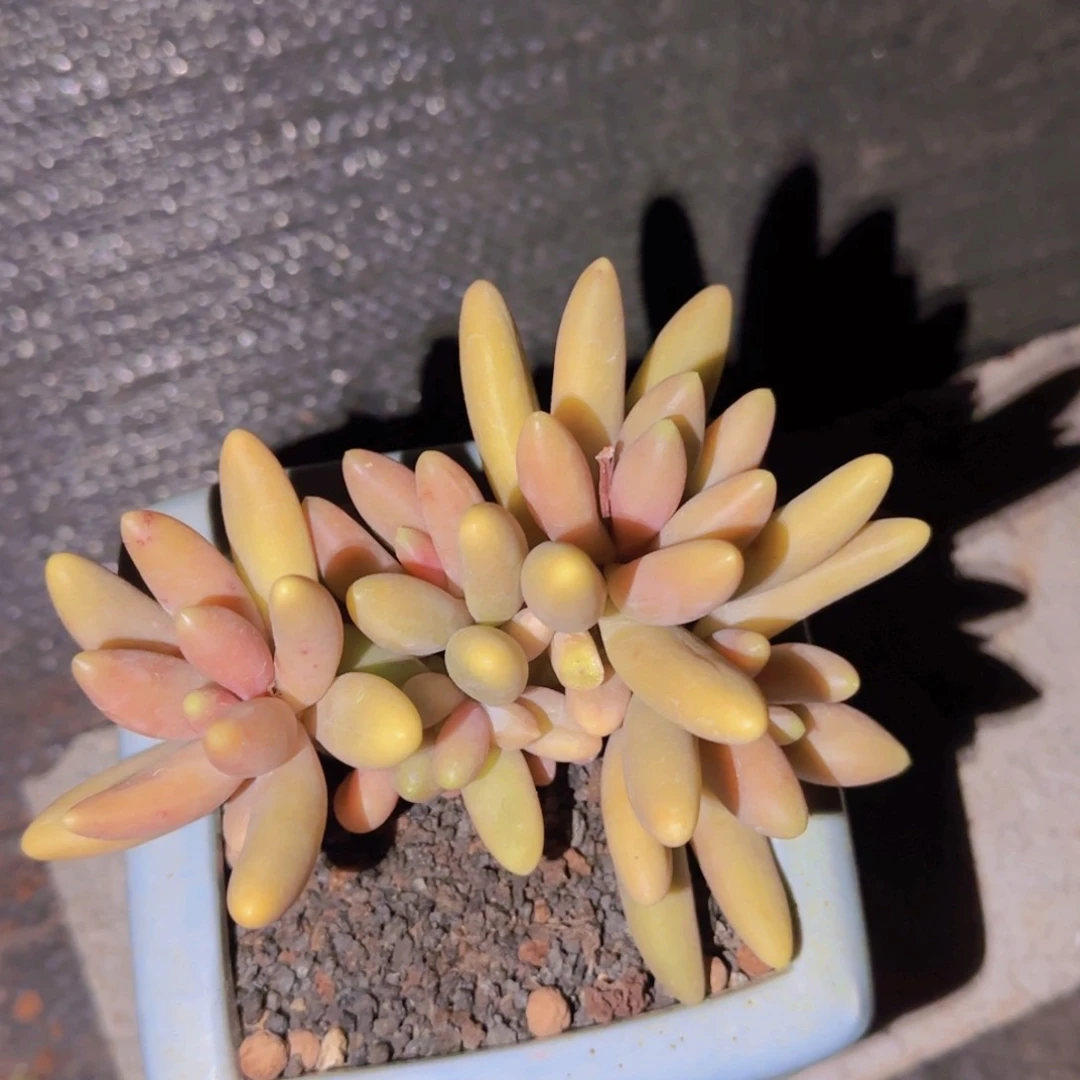 玉***金玲珑姐姐多肉植物