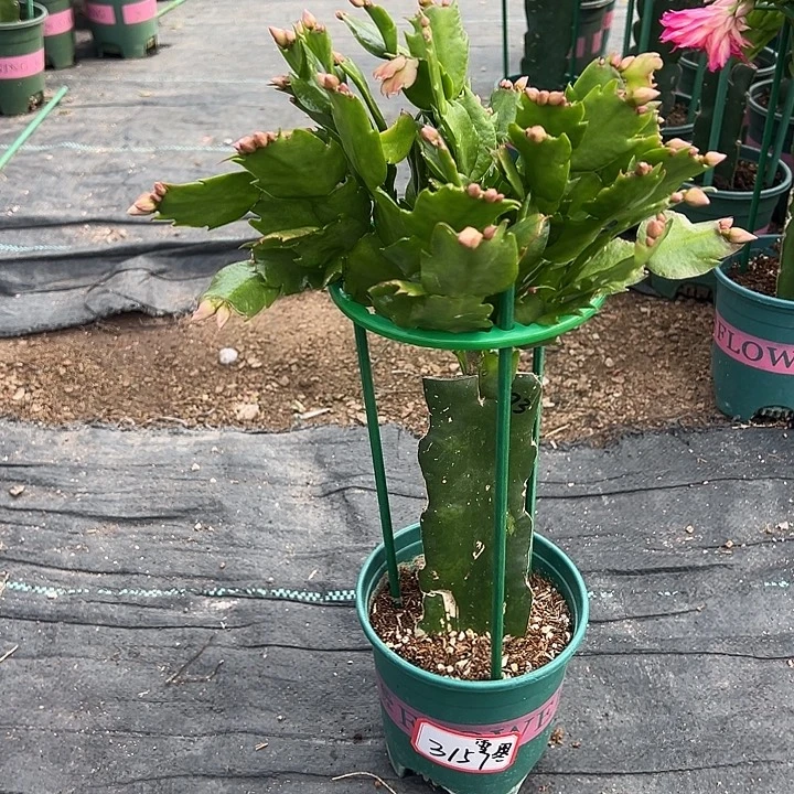 073蟹爪兰福利苗3157