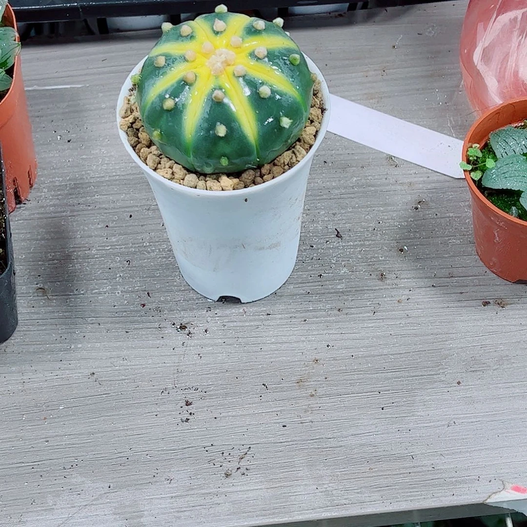 星兜玉露一勿一拍