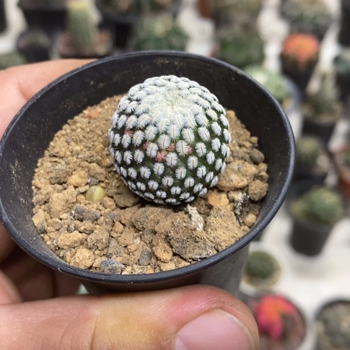 实生白蝎子特价福利