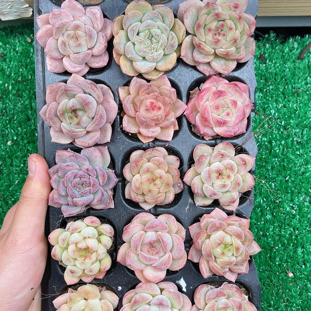 多肉一物一拍11-88