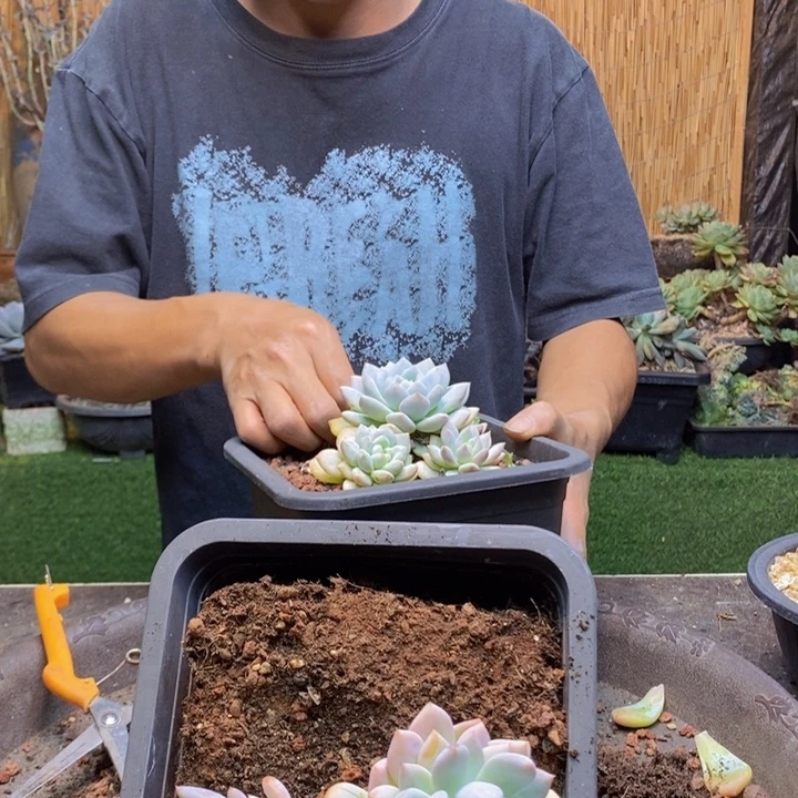 y***ᐝ387号半夏多肉植物