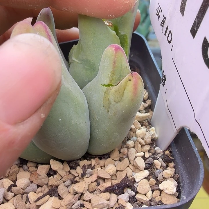 木***禾137。毛胖子切一头