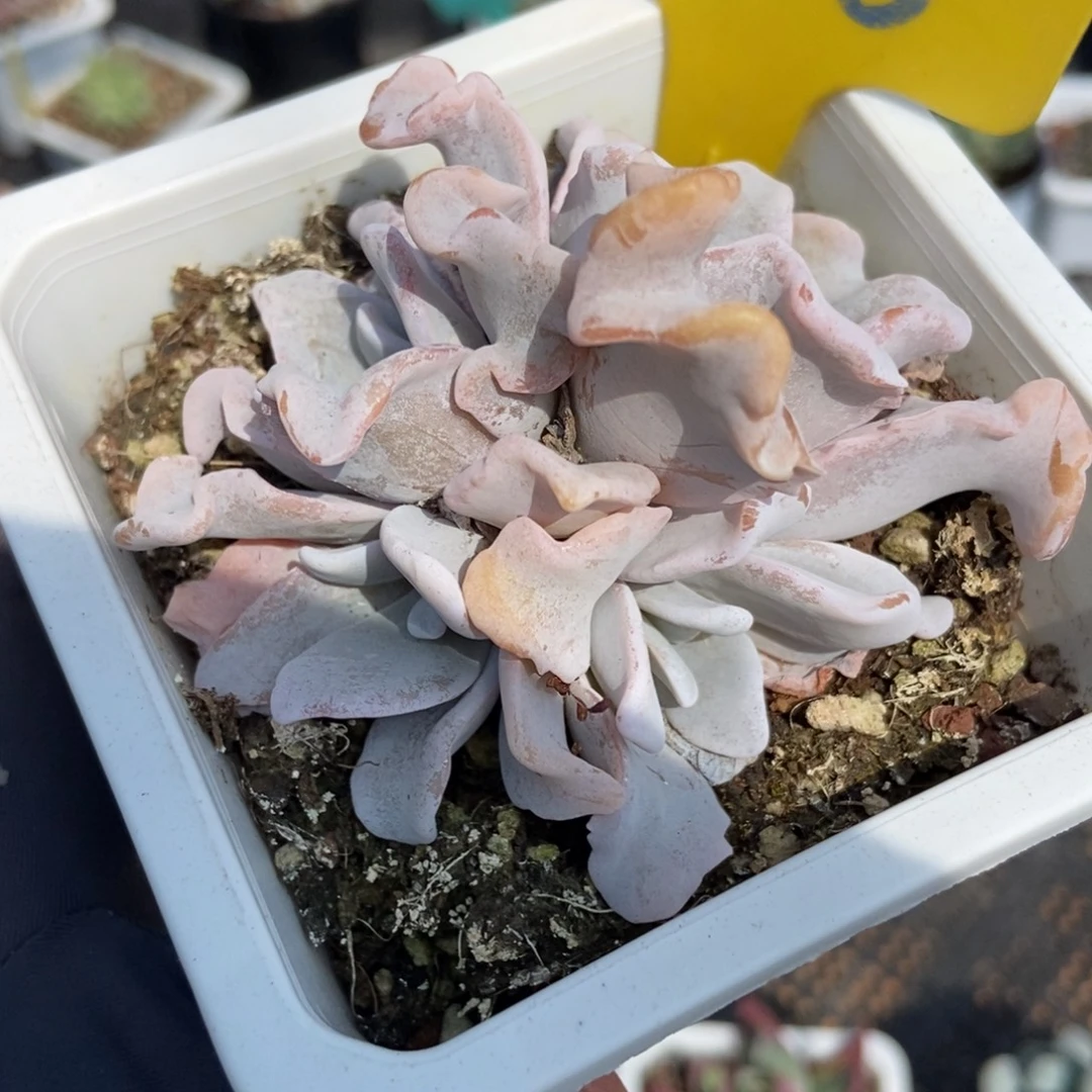 866白饺子皮多肉植物