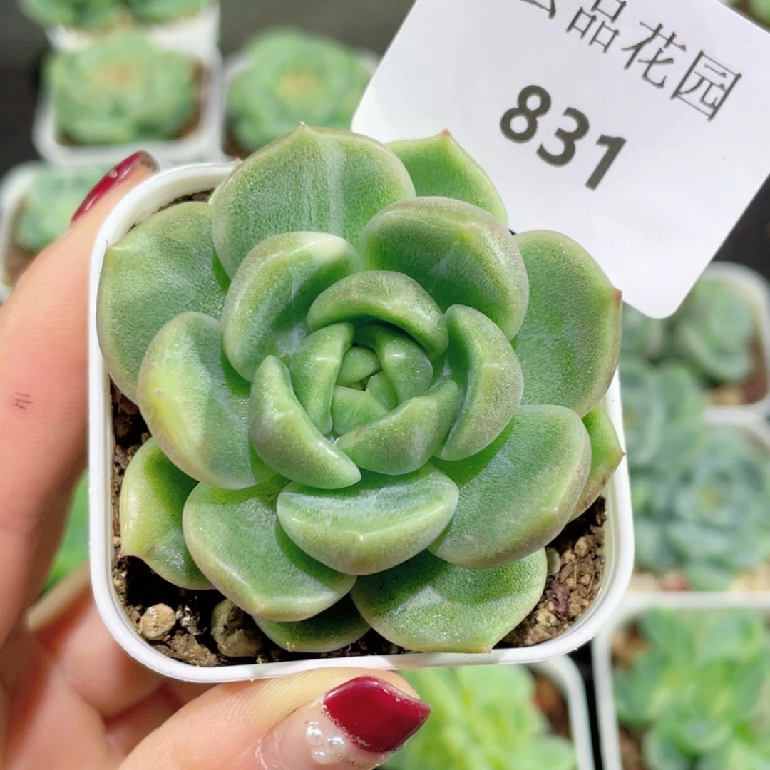 831号糖心冰心珍妮