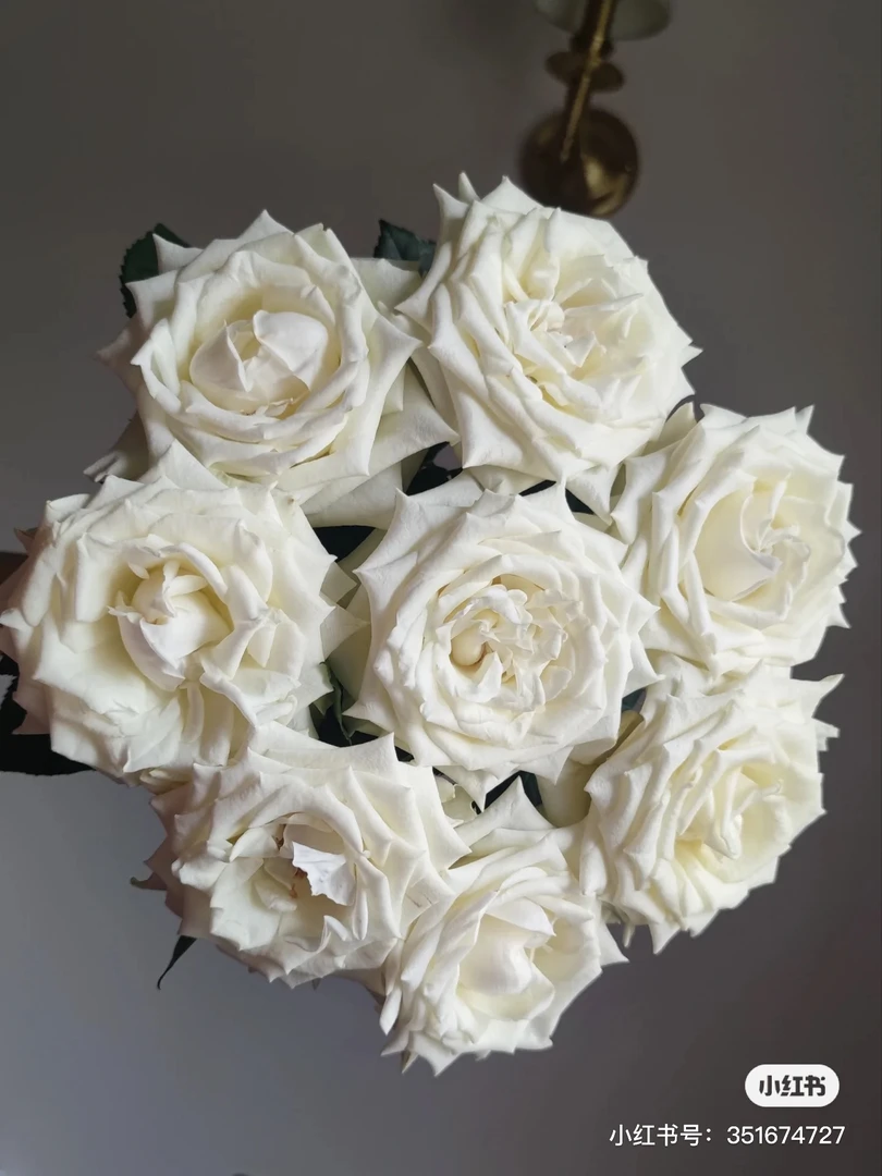 【帝王】玉帛 任三单顺丰空运包邮鲜切花10支装%20不售后