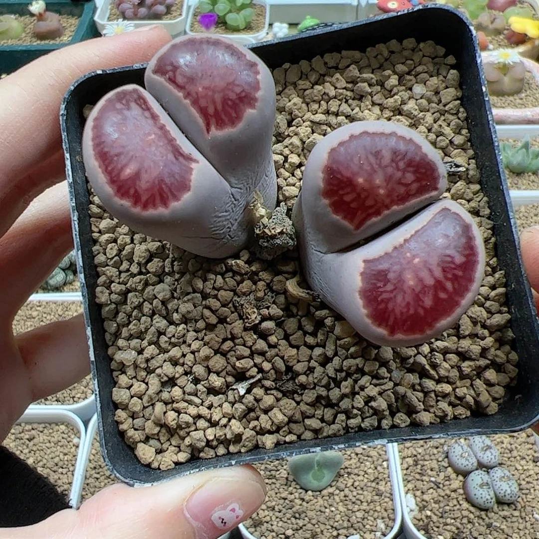 【闪购商品】293 红窗菊