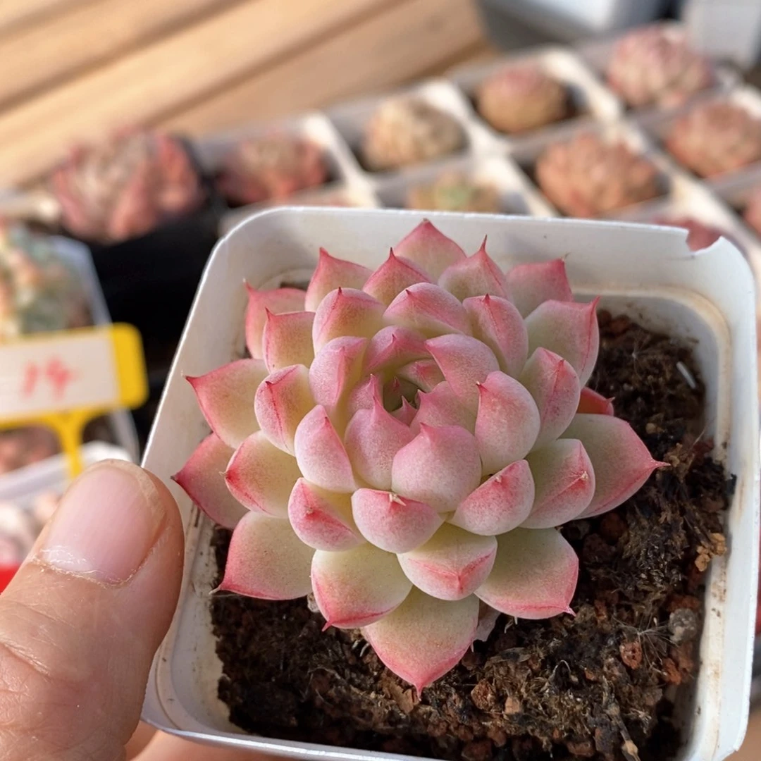 精品多肉一物一拍包整105