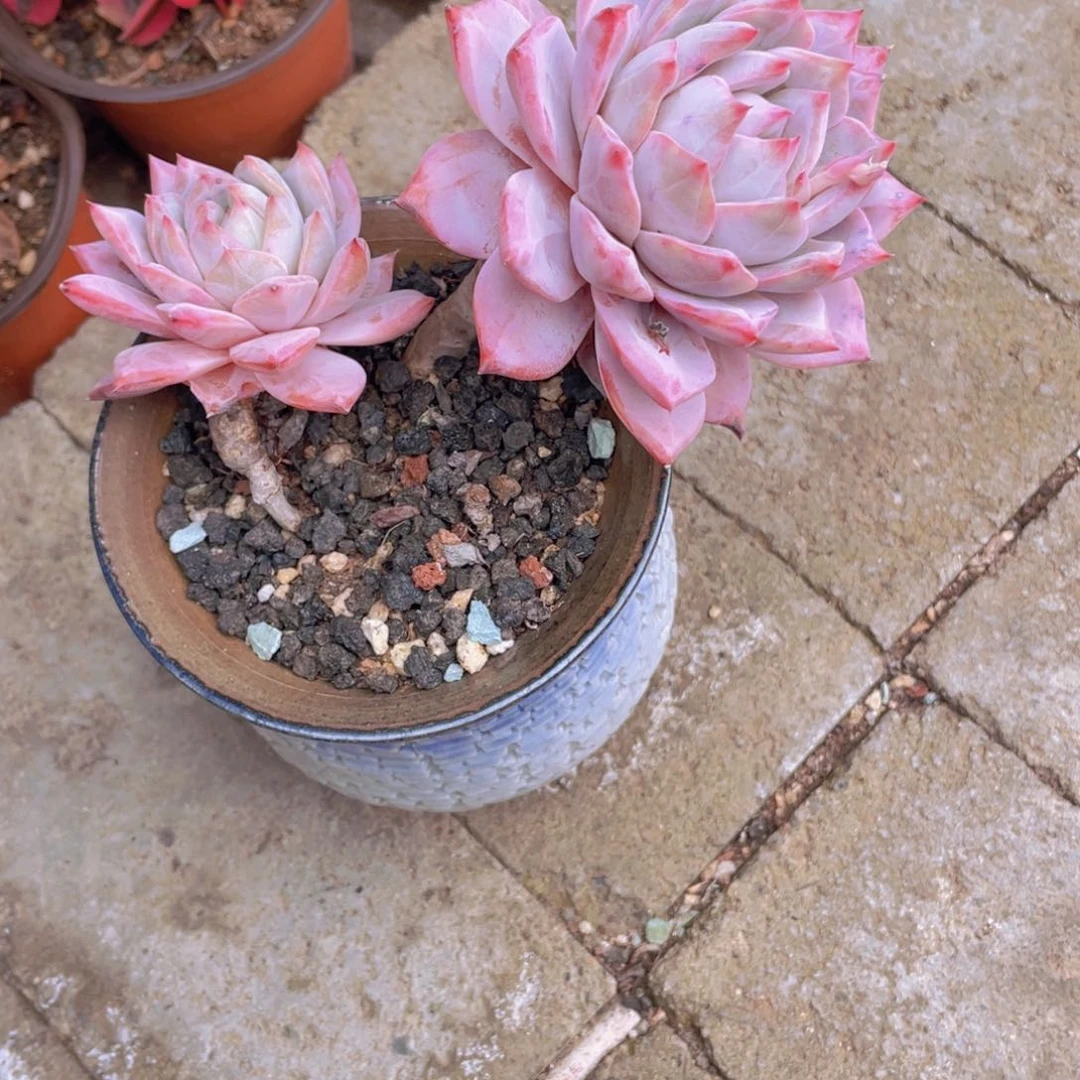 娜***5多肉植物多肉植物