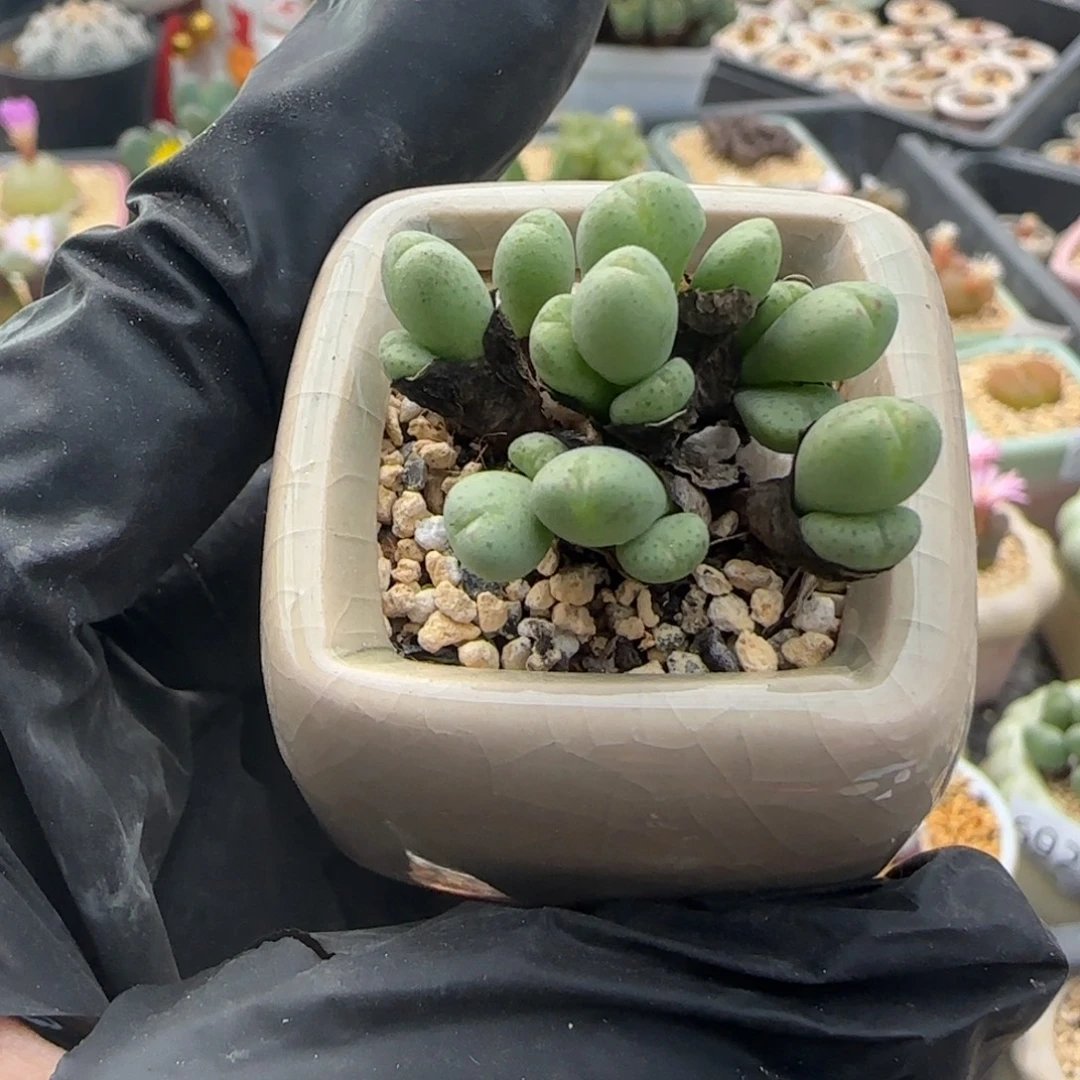 7060 -一物一拍 带盆