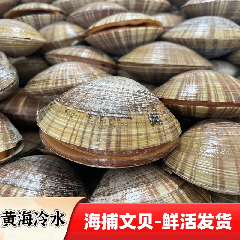 【小号文贝】丹东黄海野生文贝 现货发货 3斤 顺丰发货 保鲜不保活