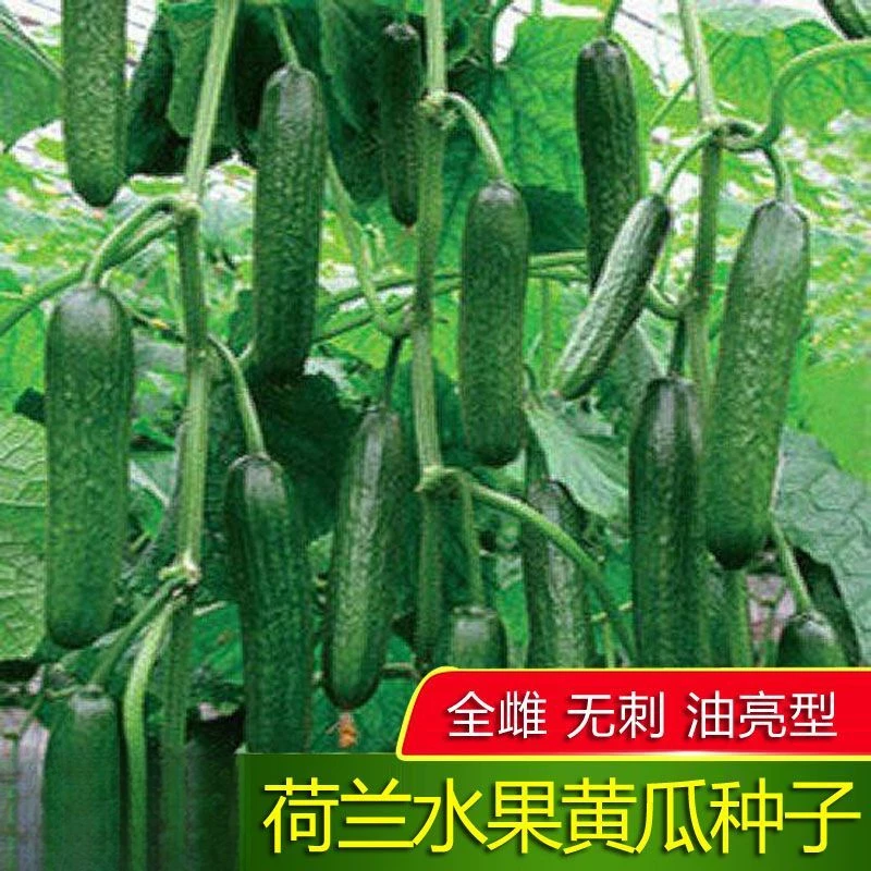 翠玉黄瓜种子全雌性荷兰水果黄瓜种子丰产性好四季庭院水果籽