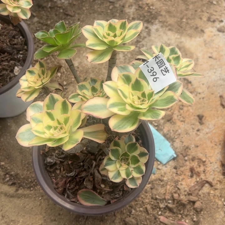 燕子锦丛林多肉植物396
