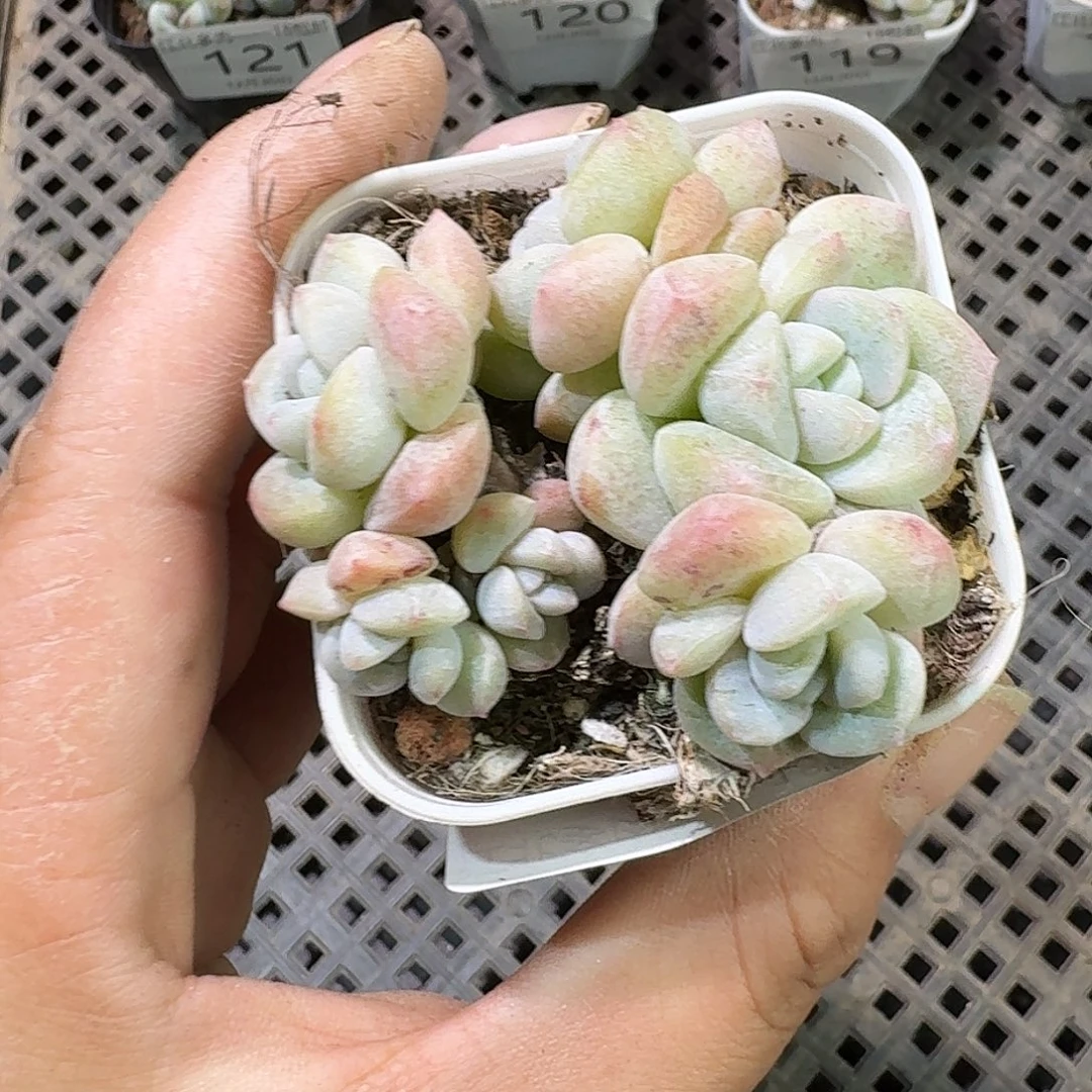 122 号到手1颗一物一拍不包整