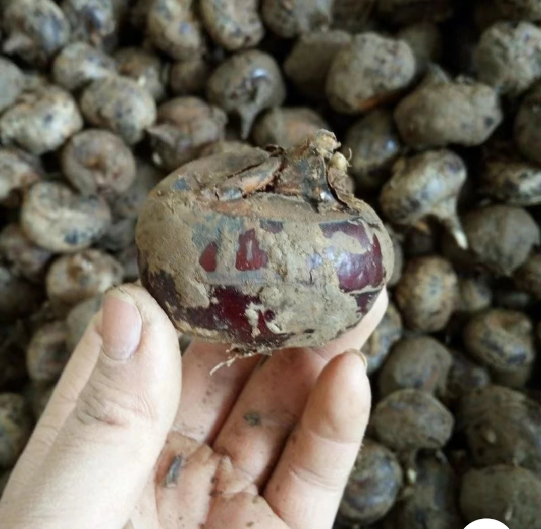 现挖马蹄湖北特产农家自种荸荠孕妇水果脆甜多汁应季水果
