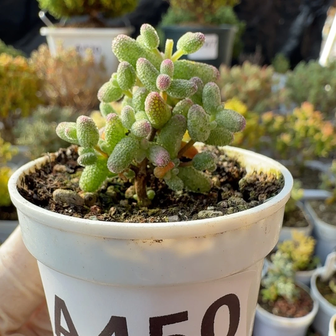 A450糖球白虎班锦28元包邮