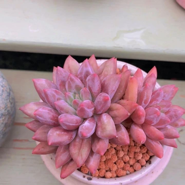 多肉乐园水晶球福利
