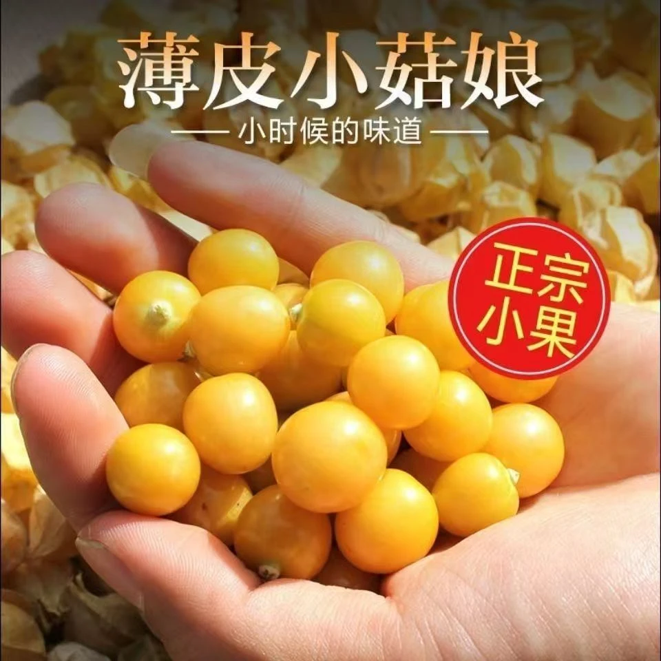 东北姑娘果 小金豆