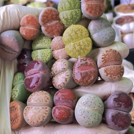 无花朵0471，1.7-2.2厘米如图20棵